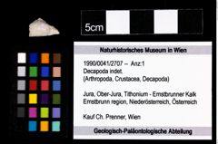 Foto (Objekt + Etikett) von Decapoda indet.  (NHMW-GEO-1990-0041-2707)